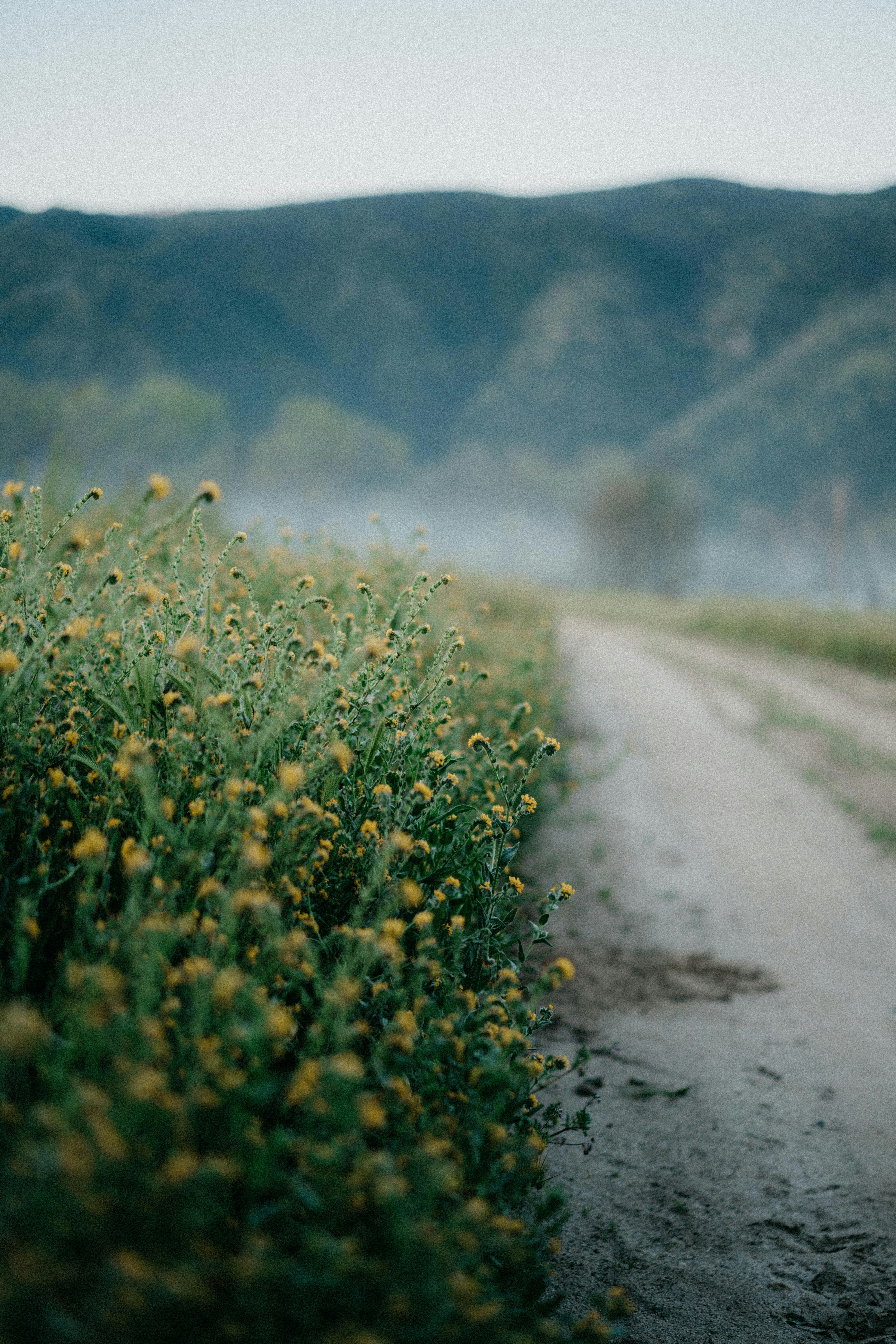 yellow flower field on gray asphalt road during daytime